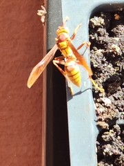 Polistes major major