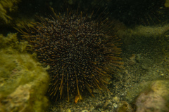 Evechinus chloroticus