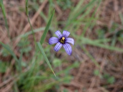 Sisyrinchium platense