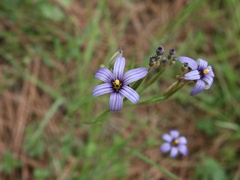 Sisyrinchium platense