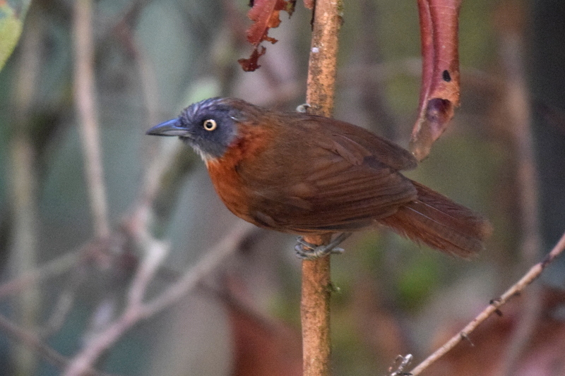 Grey-Headed Babbler