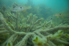 Notolabrus celidotus