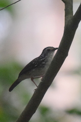 Kenopia striata
