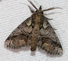 Paectes pygmaea