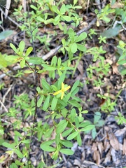 Hypericum hypericoides