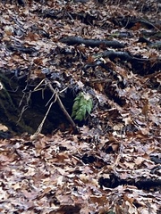 Dryopteris intermedia