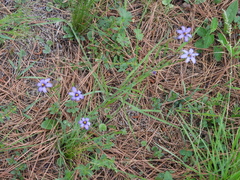 Sisyrinchium platense