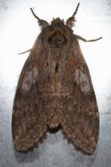Peridea angulosa