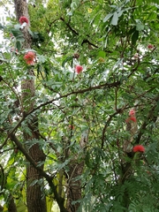 Calliandra haematocephala