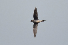 Hemiprocne longipennis