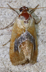 Ponometia venustula