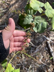 Triumfetta semitriloba