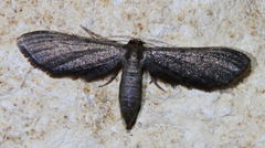 Protoproutia laredoata