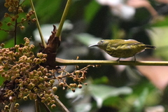 Kurochkinegramma hypogrammicum