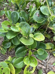 Peperomia obtusifolia