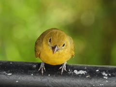 Piranga rubra