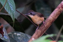 Pellorneum malaccense