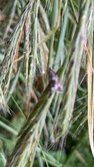 Syricoris lacunana