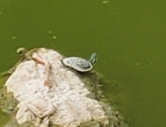 Trachemys venusta iversoni