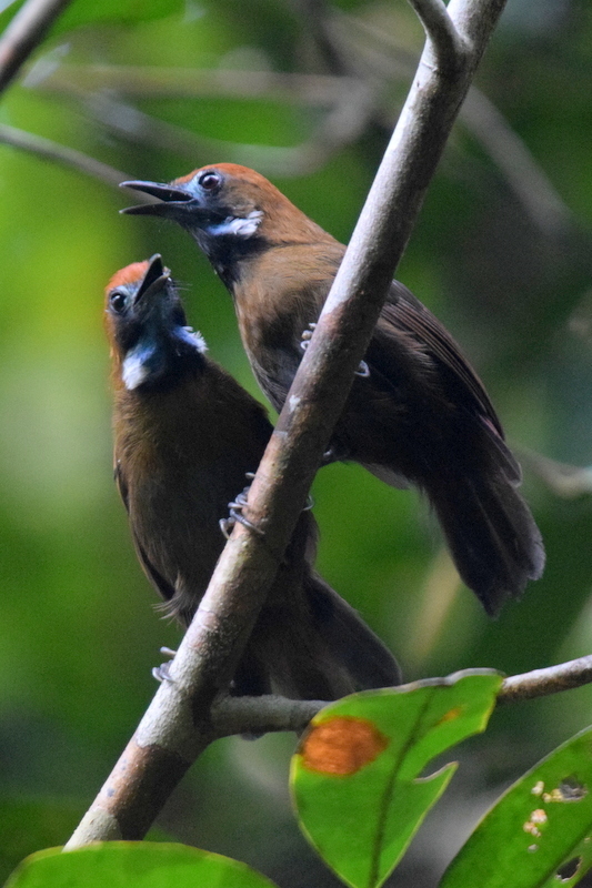 Fluffy-backed Tit-Babbler (Macronus ptilosus) photo