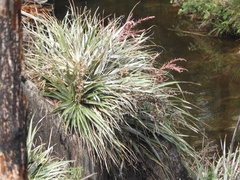 Puya spathacea