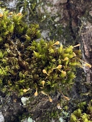 Ulota coarctata