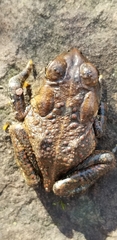Anaxyrus fowleri