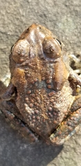 Anaxyrus fowleri