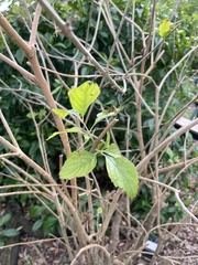 Callicarpa americana