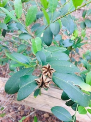 Esenbeckia leiocarpa