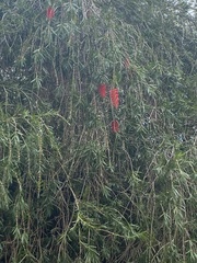 Melaleuca citrina
