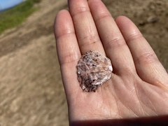 Pinctada margaritifera