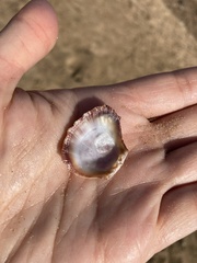 Pinctada margaritifera
