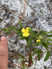 Crocanthemum corymbosum