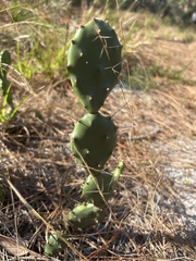 Opuntia austrina