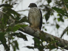 Harpagus bidentatus