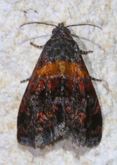 Tripudia flavofasciata