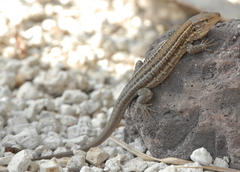 Gallotia galloti galloti