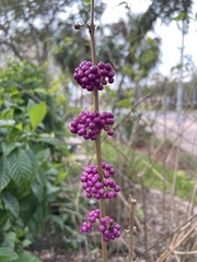 Callicarpa americana