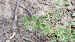 Acaena ovalifolia