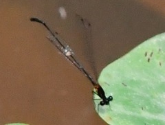 Prodasineura verticalis