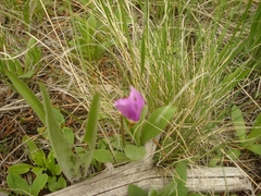 Dodecatheon