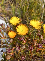 Lampranthus bicolor