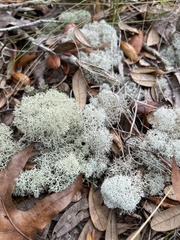Cladonia evansii