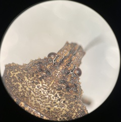 Brochymena