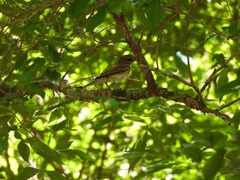 Pachyramphus polychopterus