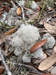 Cladonia evansii
