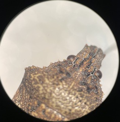 Brochymena