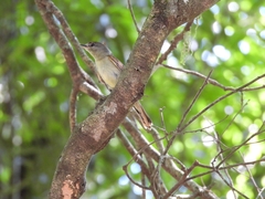 Pachyramphus polychopterus