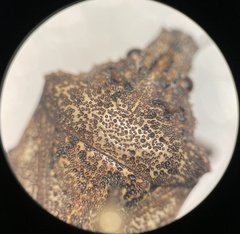 Brochymena